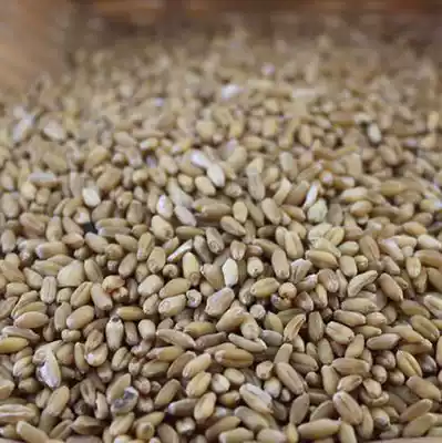 Floating wheat 5kg free mail floating wheat seeds 500g 6 yuan Chinese herbal medicine