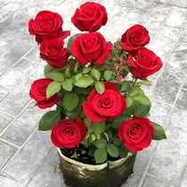 Four-season blooming Corolla red rose rose flower seedlings fragrant large flower courtyard balcony potted plant is cold-resistant and heat-resistant