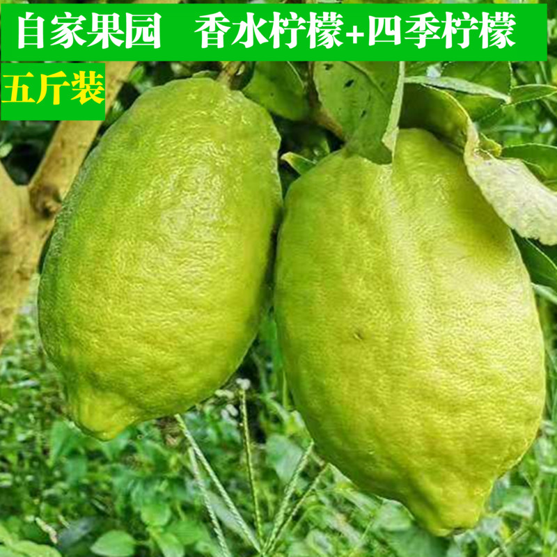粉丝福利购优惠券5元
