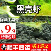 Black shell shrimp fresh ornamental shrimp seedlings freshwater pet algae shrimp big and tools cleaning shrimp cherry blossom extreme fire crystal shrimp
