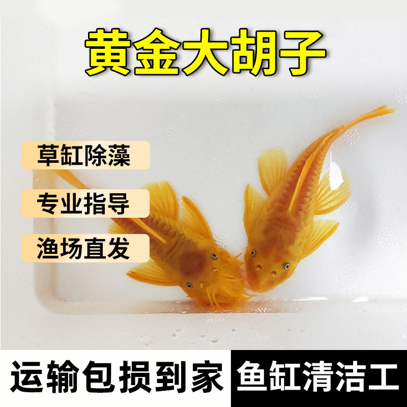 Golden beard fish scavenger live fish tool fish garbage fish bottom fish fish squid fish sail cleaner alien fish