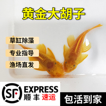 Golden beard fish scavenger live fish tool fish garbage fish bottom fish fish squid fish sail cleaner alien fish