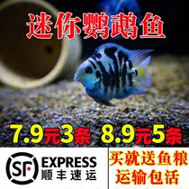 Mini parrot fish live fish small fresh water good to raise easy to live tropical ornamental fish Miao Bao blue platinum breeding fish