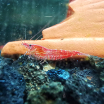 Fresh ornamental shrimp seedlings freshwater algae-removing shrimp cold water live pet Cherry Blossom Shrimp extreme fire crystal shrimp black-shell shrimp