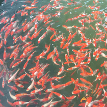 Pure Breeds Freshwater Brocade Carp Miao Red Grass Gold Ornamental Fish Gold Brocade Carp With Cold Water Feng Shui Fish Brocade Carp Fry