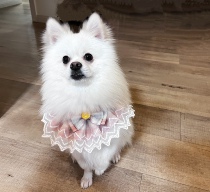 Pomeranian pet neck scarf college style pink plaid