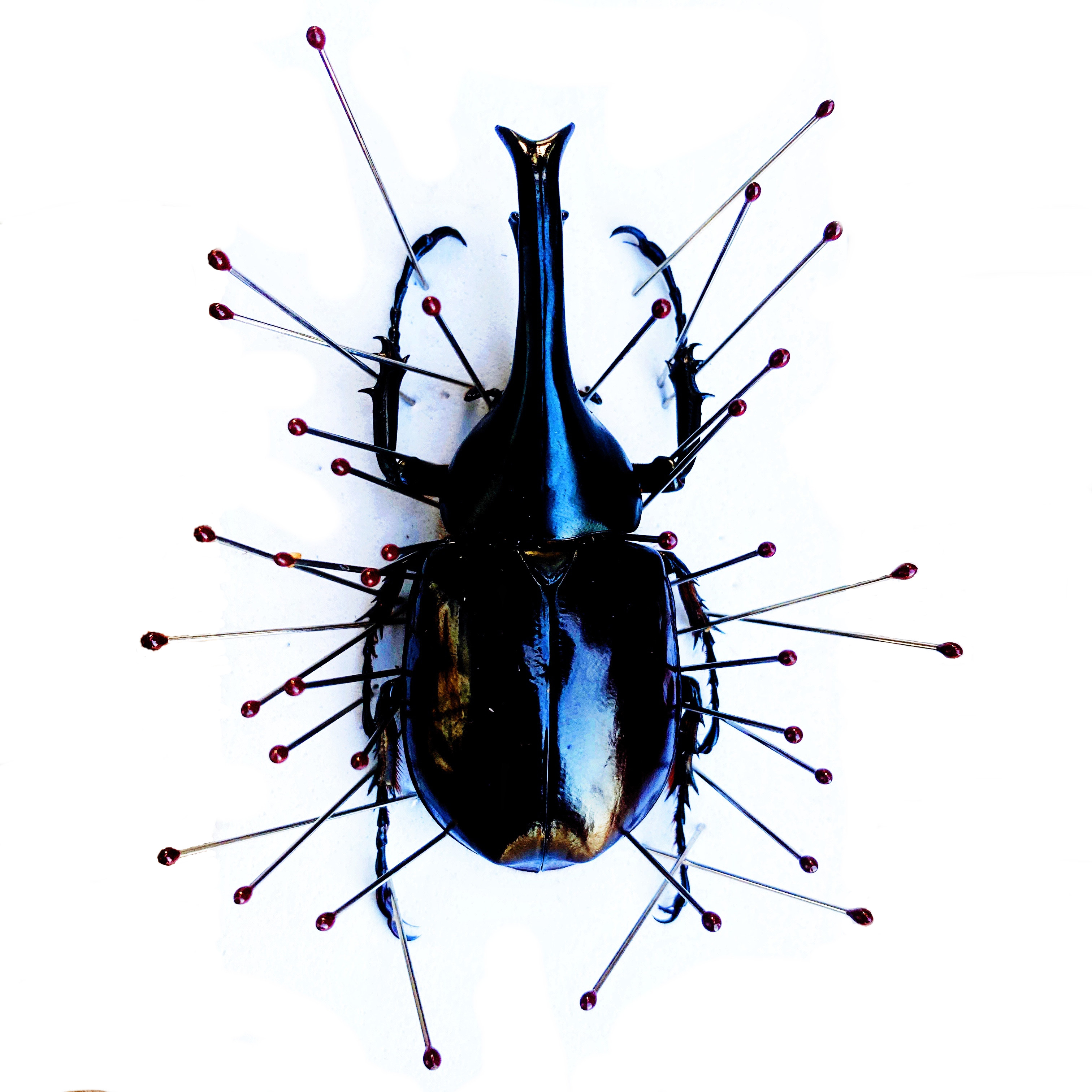 Specimen Zone (Asilver Wormhouse) Beetle Tweezer Insect Needle EVA Exhibition Board Glue Specimen Frame