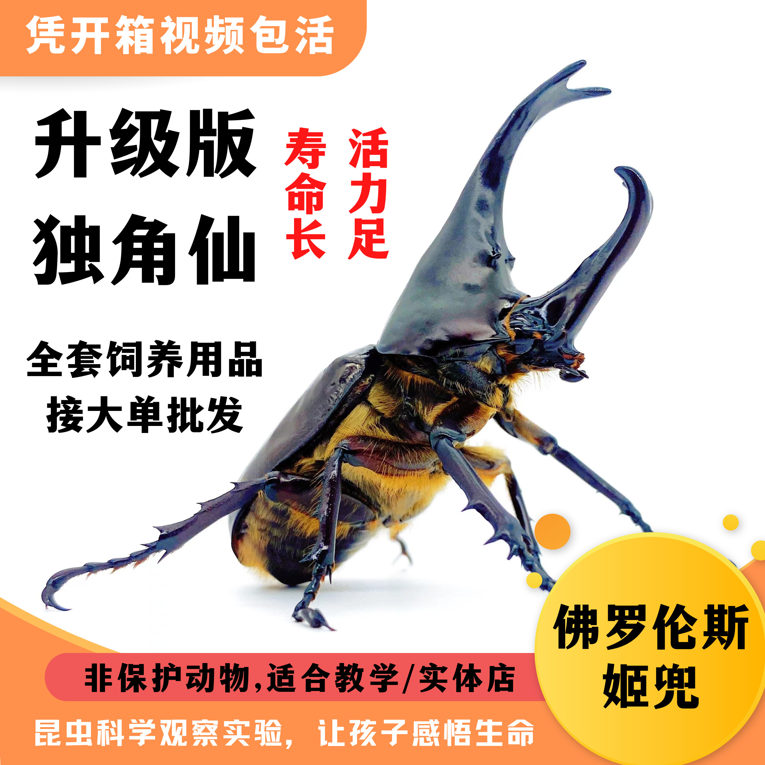 养只甲虫当宠物？姬兜、独角仙、锹甲、花金龟，谁才是你的菜？🔥-特色爬宠-淘宝好物网