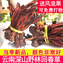 Yunnan Rejuvenating grass Evergreen grass 500g Cistanche Top Tianzhu Merry fruit Rejuvenating grass tonic male kidney tonic wine