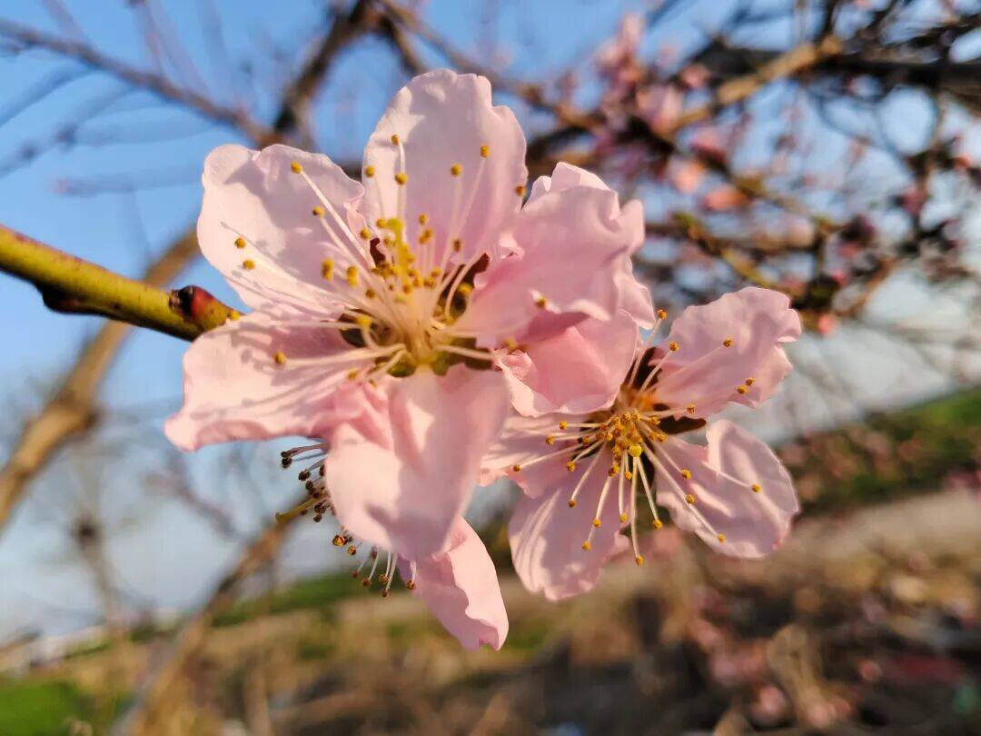 桃花朵朵开会员店