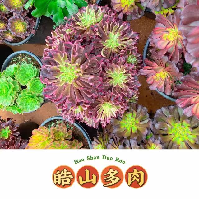 皓山多肉园艺的LOGO