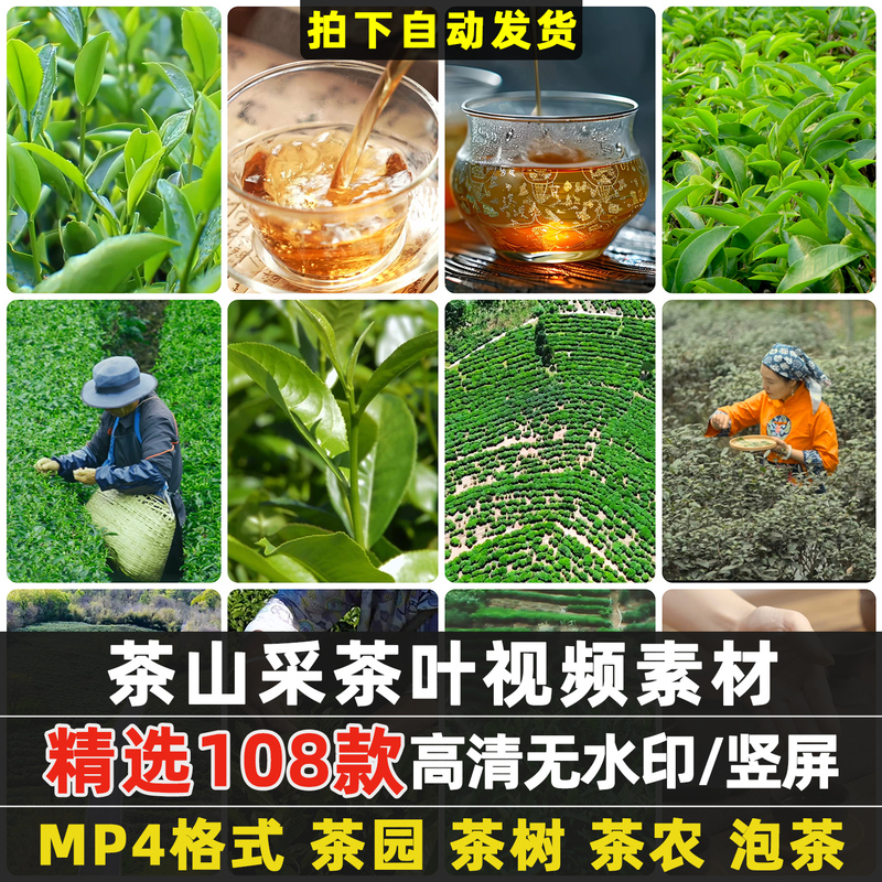 Vertical Screen Footage of Tea Farmers Picking Tea Leaves in a Tea Garden, Tea Tree Panorama, Close-Up Short Video Footage for Promotion