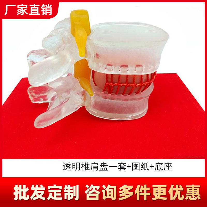 人体椎间盘模型 脊椎腰椎间腰间盘演示 突出关节脊柱椎骨脊椎关节