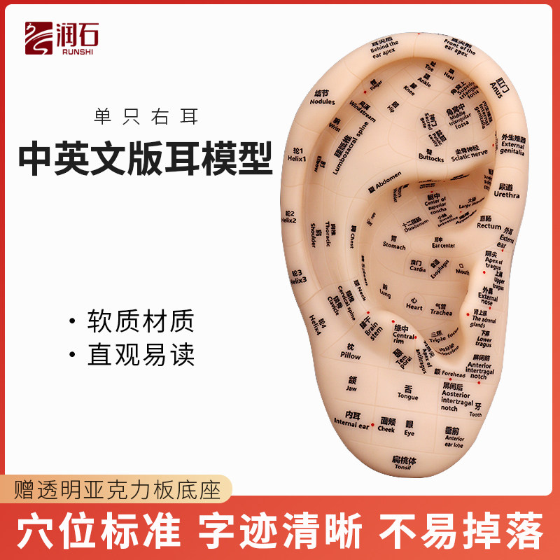 清晰多穴位刻字耳穴模型耳部针灸穴位模型耳朵耳廓按摩理疗中英文