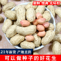 Farmhouse bulk peanuts with shell 5 catties 2021 new goods fresh sun-dried peanut seeds pink skin original peanut rice