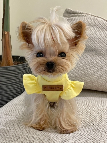 Маленькая сладкая каша Малца Ингсия собака и кошачья домашняя одежда