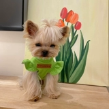 Маленькая сладкая каша кружева, маленький летающий жилет рукав Malzis Yingxia Dog Cath Кошачья одежда с текстурой