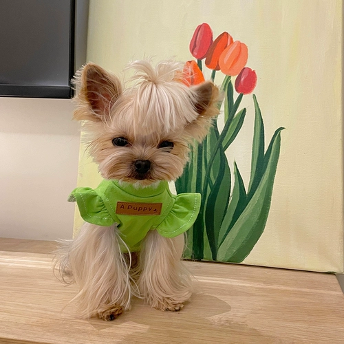 Маленькая сладкая каша кружева, маленький летающий жилет рукав Malzis Yingxia Dog Cath Кошачья одежда с текстурой