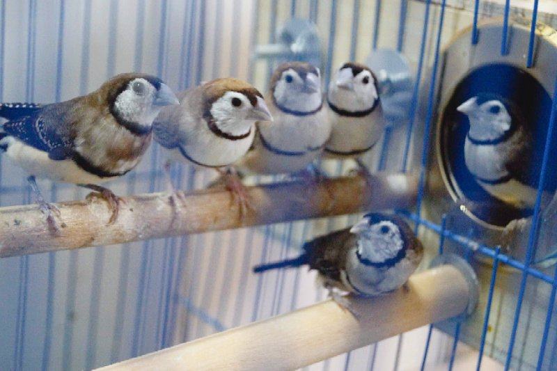 🐦超萌双斑草雀,鹿子雀家族新宠,文鸟爱好者必入!🌟-鸟-淘宝好物网