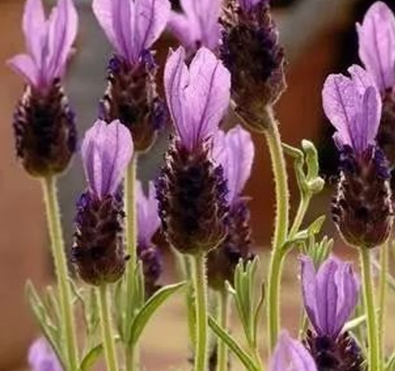 Head-Shaped Lavender/  Alcohol Lavender Essential Oil