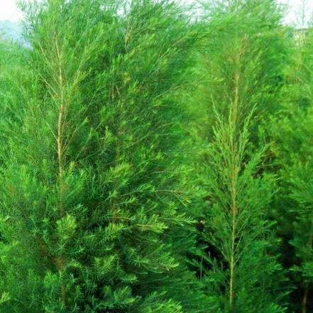 (pimple muscle tea tree pure dew) red copper pot mountain spring water distilled control oil tea tree pure dew 150ML