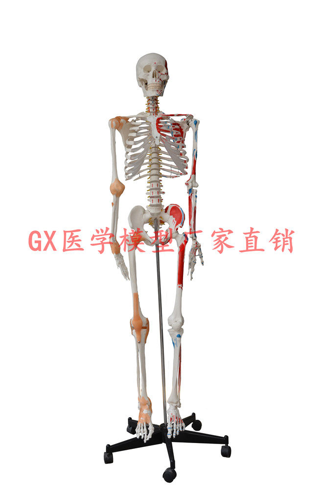 等身大　骨模型　男性 85cm成人骨骼豪華模型– 博視科教