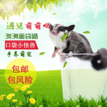 Honey bag food squirrel food baby bag Baby Baby Baby Baby Baby pet Australia honey net red cute pet baby baby