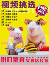 Hairless Mini Hippo Hairless Dolphin Little Hippo Hippo Non-Hairless Pig Live Mini Fragrant Pig Live Black Meat Color Pink