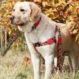 Dohalove Dog Traction Tope Rand маленькая собака средняя собака большая собака, ходящая плюшевая собака веревочная цепь ремня грунта
