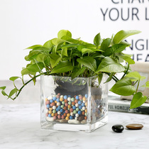 Modern simple glass vase transparent hydroponic flowers green dill white palm small succulents living room decoration ornaments