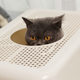 Closed cat litter box top-in cat litter box cat toilet deodorizing cat litter box with cat litter scoop