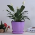 Bình đựng keo dán rau chậu nhựa tưới hoa ban công chậu thông gió trồng bình hoa nhài mảnh mai sáng tạo. - Vase / Bồn hoa & Kệ chậu nhựa trồng hoa Vase / Bồn hoa & Kệ
