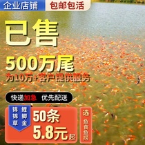 Grass Golden cold water fish grass goldfish feed fish fish Dragon Fish Fish Fish body save me