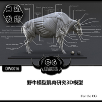 DW0016 Bison Muscle Research 3D Model ZTL OBJ FBX Format