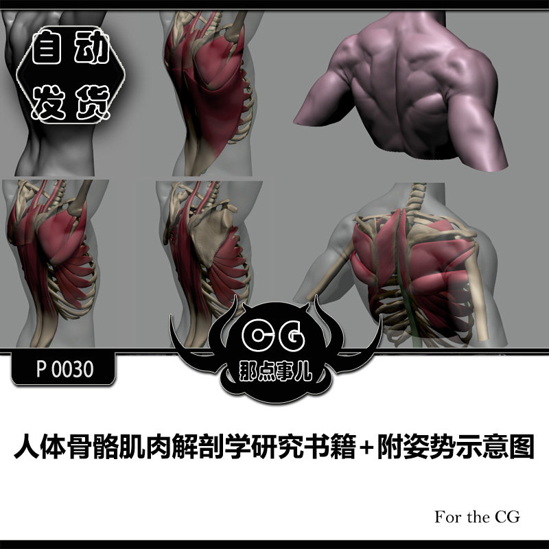 P0030 Human Skeletal Muscle Anatomy Study Books Epipose Schematic