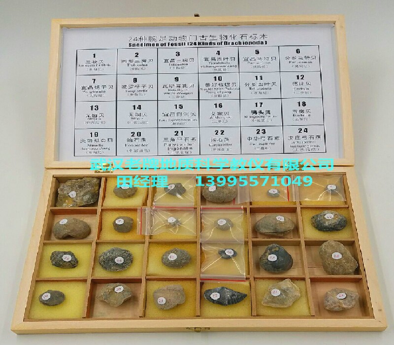博物馆级24种腕足动物门古生物化石标本中小学地质教学仪器