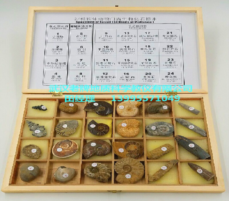 精装24种软体动物门古生物化石标本中小学地理地质教学仪器