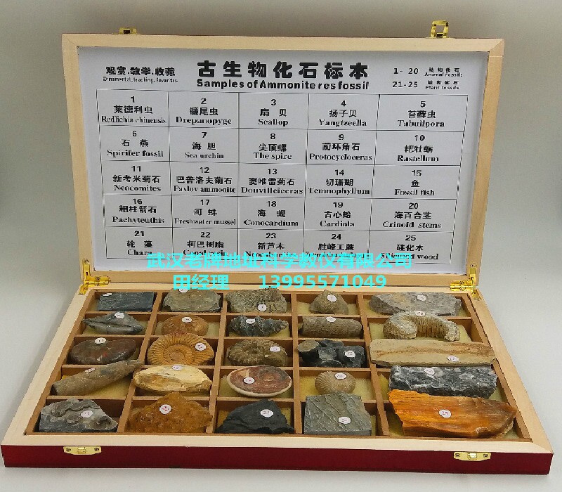 新品木盒精装25种观赏教学收藏古生物化石标本