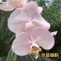 480 мл-макарон розовый розовый