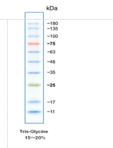 Research experiment Blue pre-dyed low molecular weight Protein Marker (11KD-180KD) 20T(100ul)