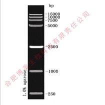 Experiment D15000 DNA Ladder (nucleic acid Marker) 50t (250 μL) 100t