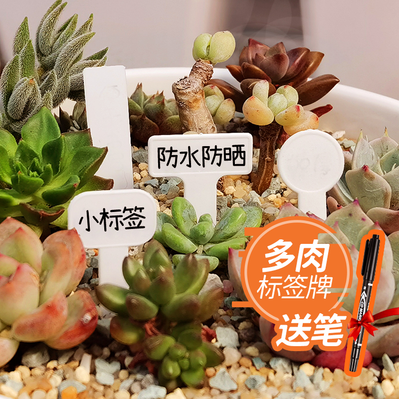 Multi Meat Tag Multi - Meat T - TLASTAKING Small Small Small Plastic Waterproof Mark Label 1 Name Mark