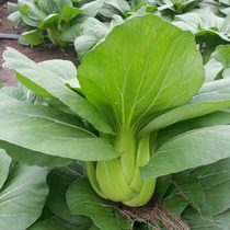 Huguan Qingzong Vegetable Seed Dwarf Feet Sea Green Small Tangtang Vegetable Fuji Vegetable Seeds vegetable seed Four Seasons Vegetable Seeds