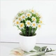 Chuncao Chrysanthemum White