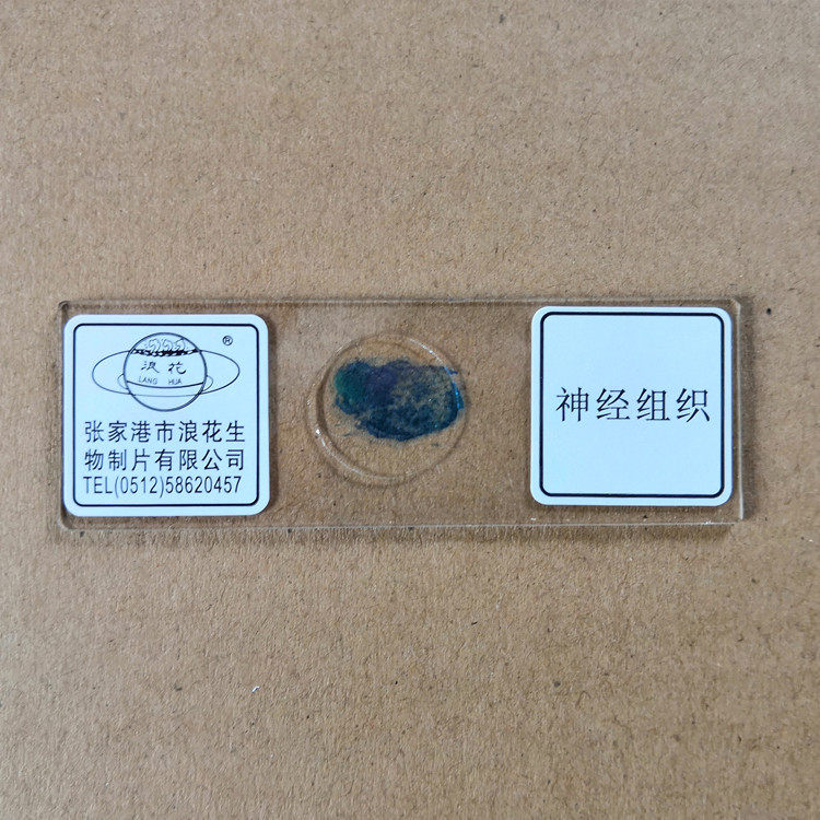 神经组织 人体四大组织切片 浪花牌永久装片 生物实验室玻片涂片