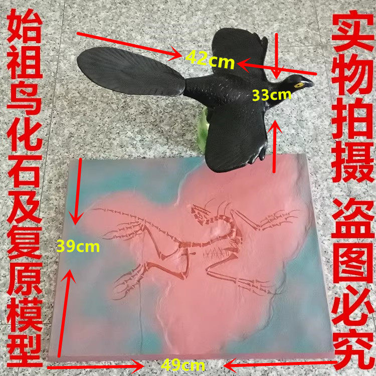 始祖鸟化石及复原模型 J3217鸟的起源进化论古生物学教学仪器