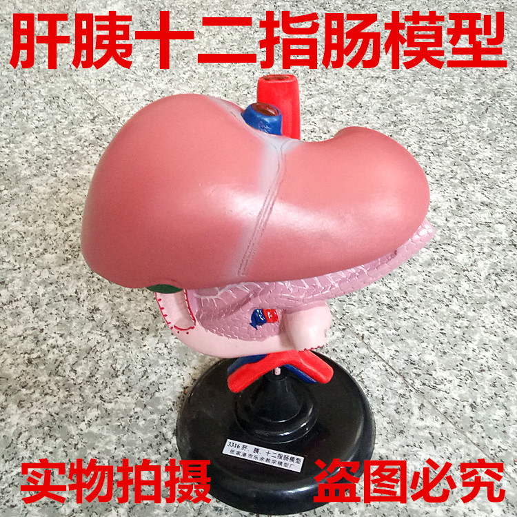 3316 肝胰十二指肠模型 生物教学仪器