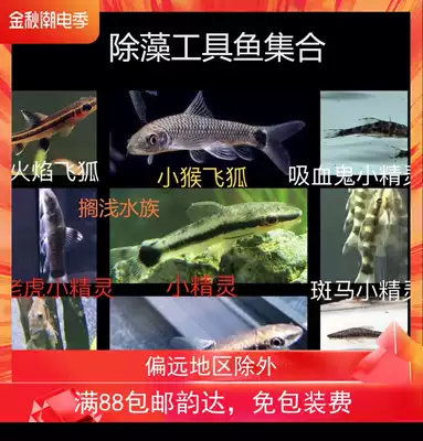 老虎小精灵小猴一线火焰飞狐彩虹红尾黑鲨金苔鼠除藻绿苔工具鱼