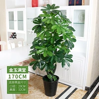 1,7 метра jinyu mantang+potcaeda