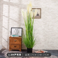 1,8 м тростника травы